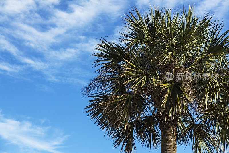 棕榈树(Sabal palmetto)特写